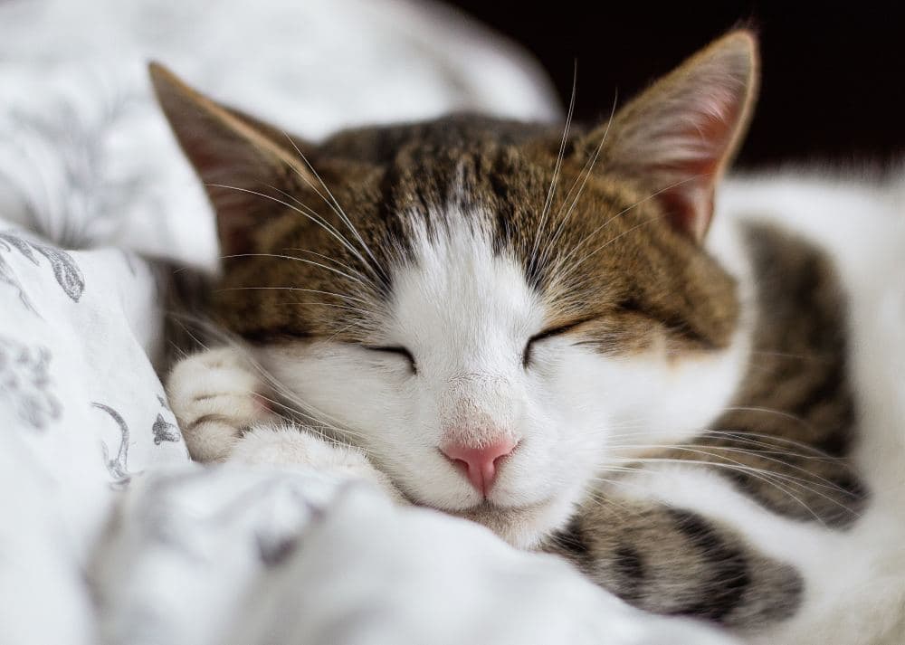 Cat Names That Start With Z