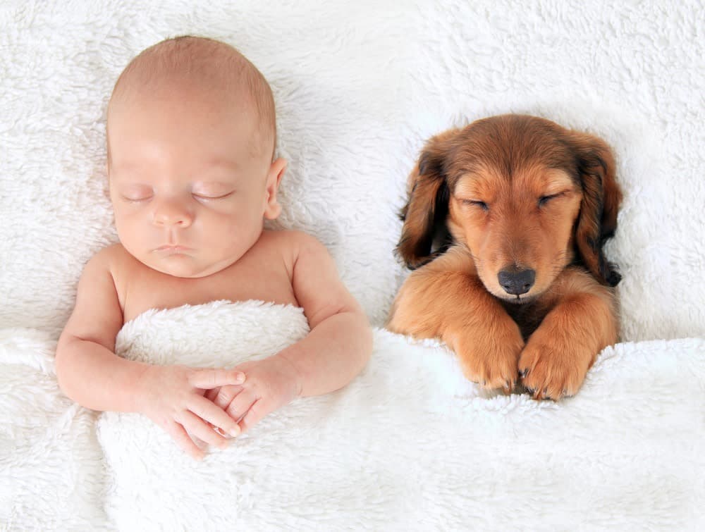 Dog Names That Mean Calm