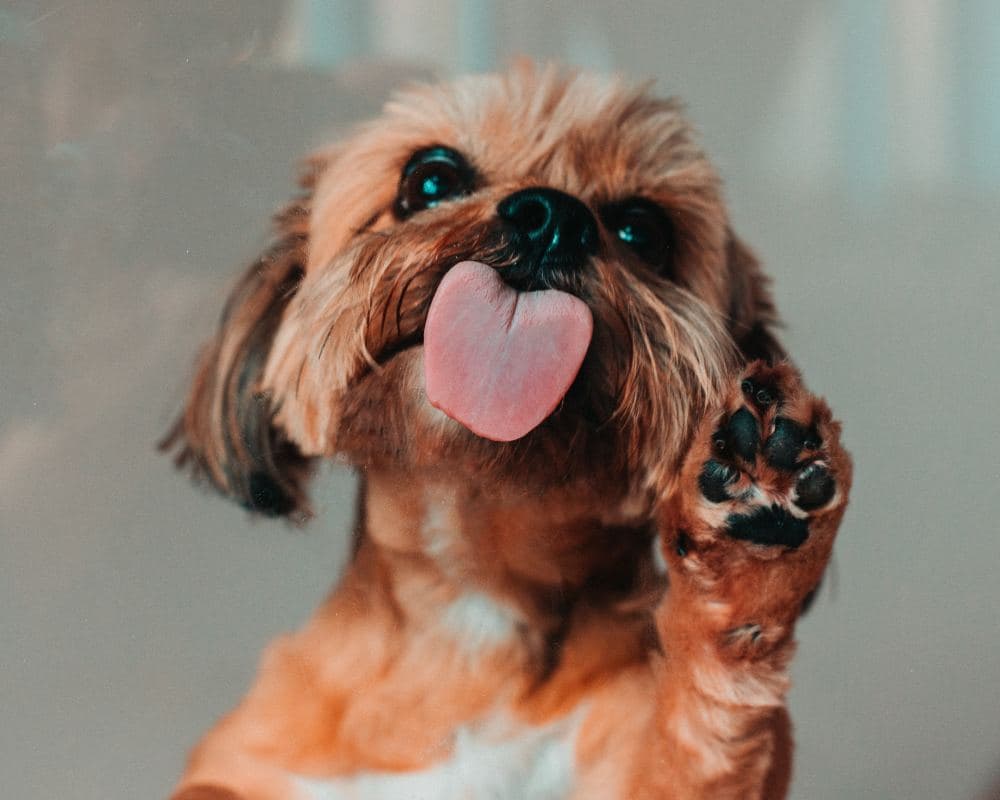 Dog Names That Start With Y