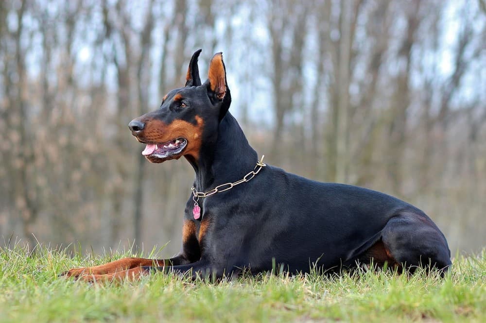 Doberman Names