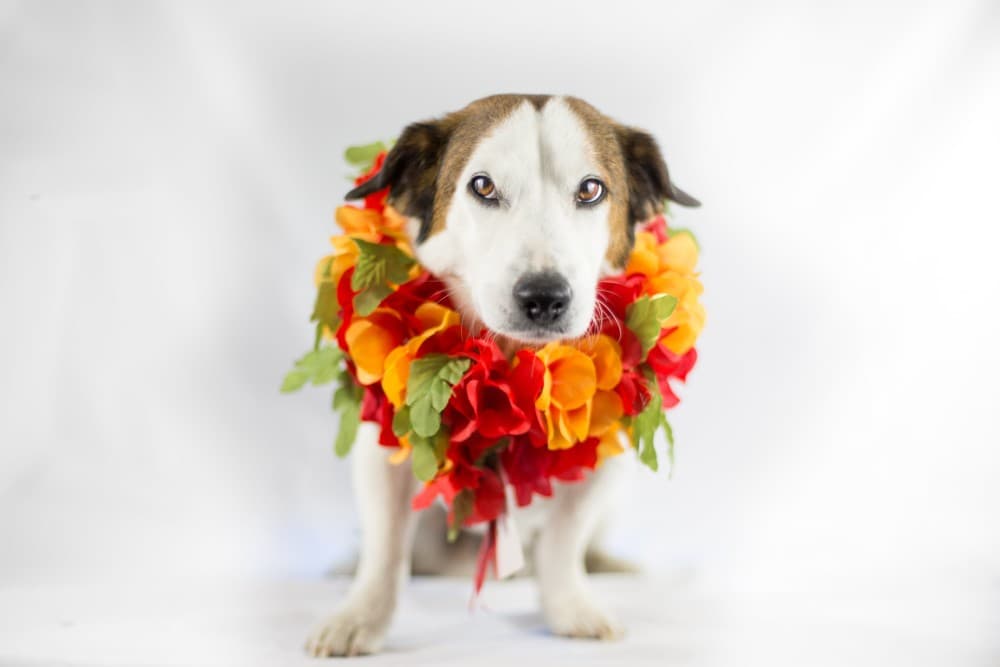 Girl Dog Names That Start With L