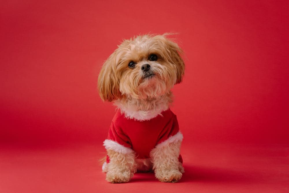 Dog Names That Start With W