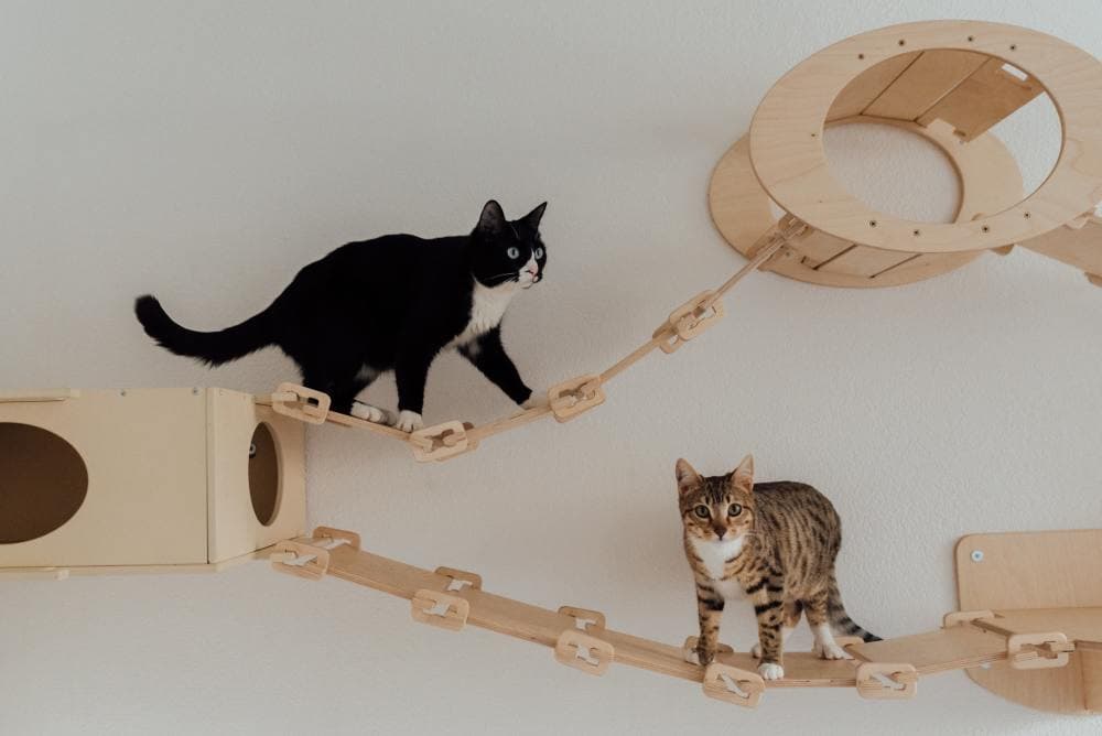 cat names
