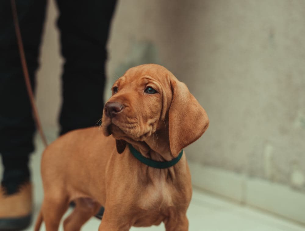 Dog Names That Start With Z