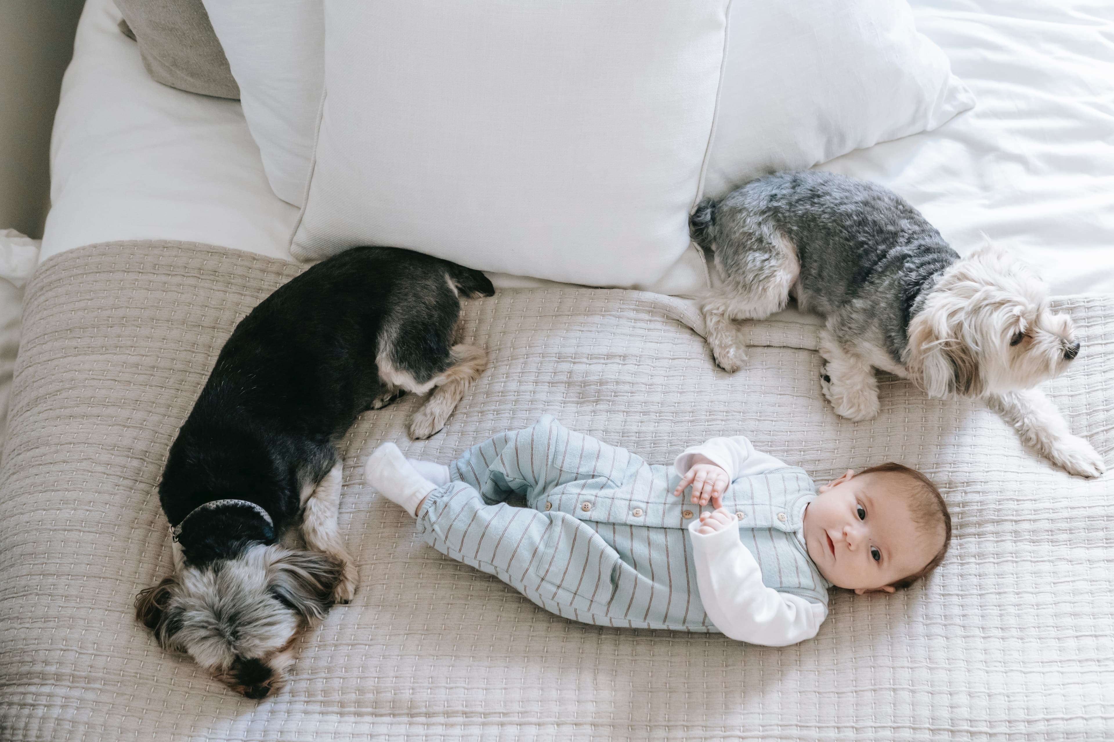dog names