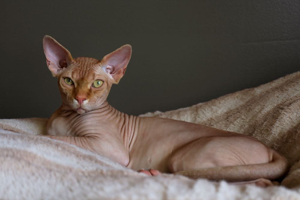 Hairless Cat Names