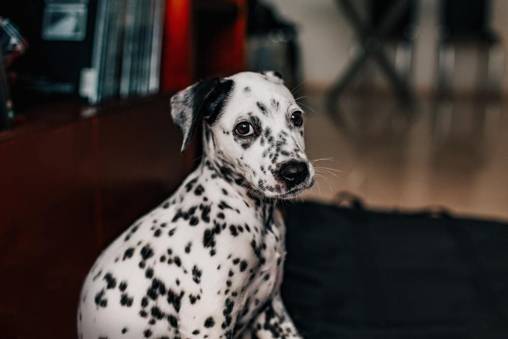 Girl Dog Names That Start With D