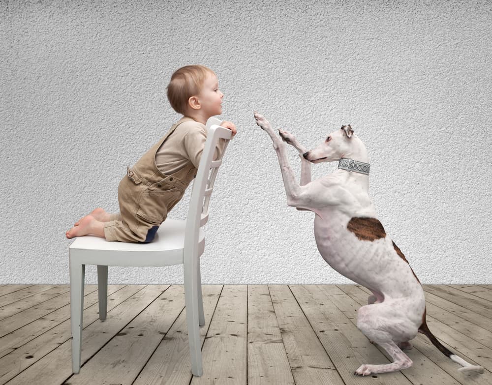 Transforming Top to Uncommon Male Dog Names