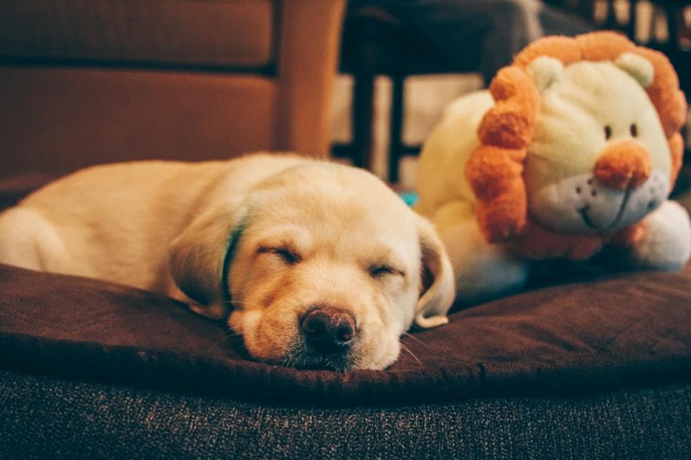 Yellow, Orange, and Gold Dog Names