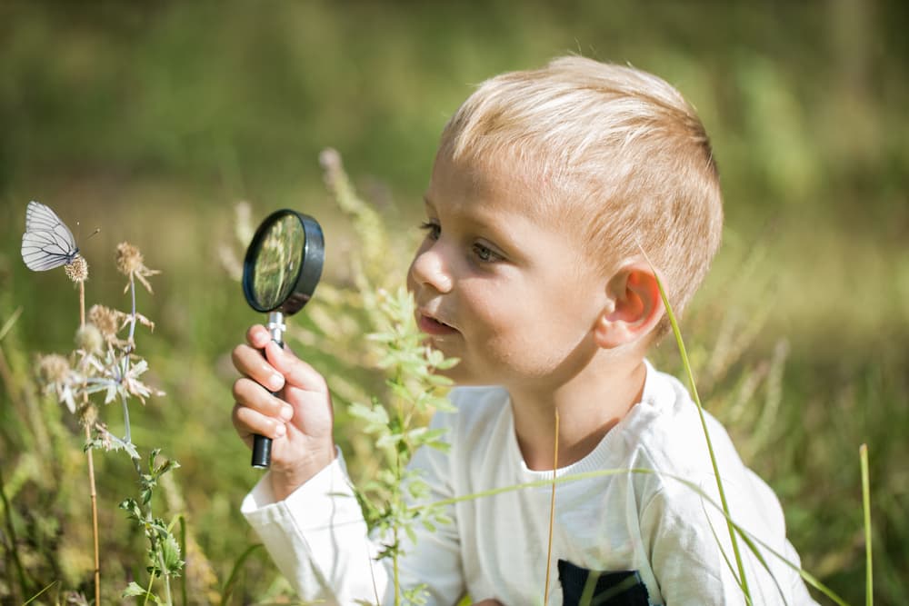 Butterfly Names