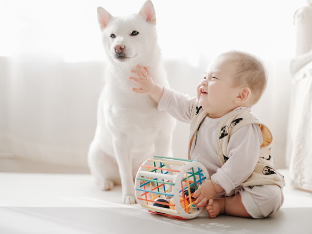 Dog Names That Mean Guardian Angel