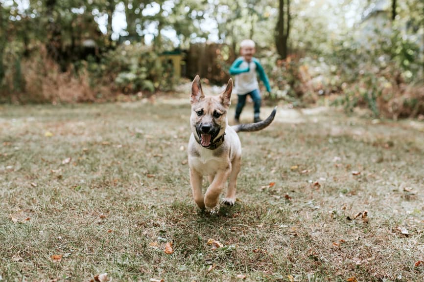 German Shepherd Names