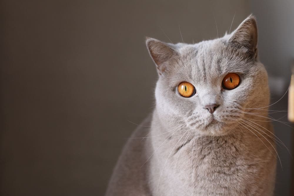 Cat Names That Start With R