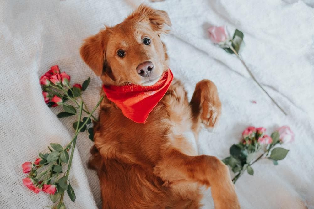 Dog Names That Mean Love