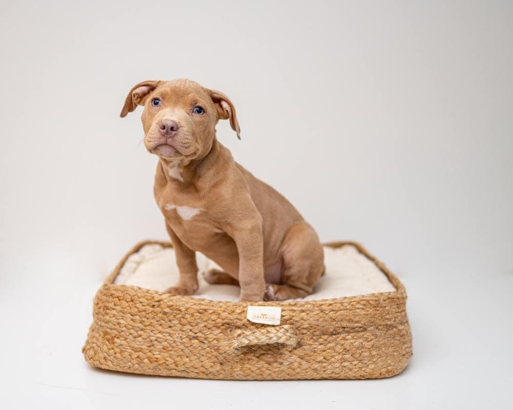 Girl Dog Names That Start With E