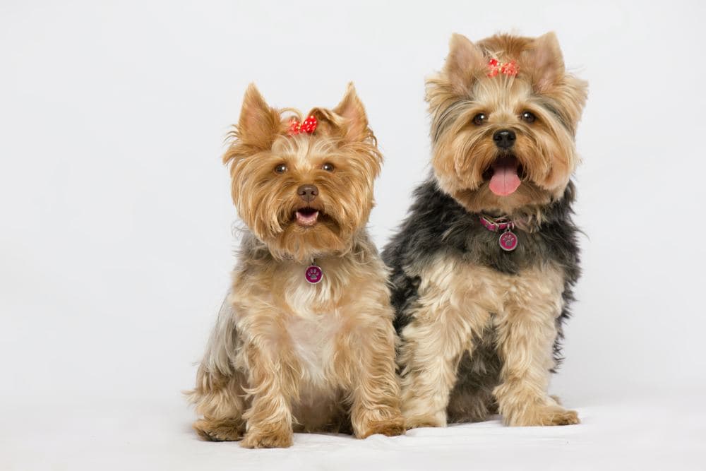 Yorkie Names