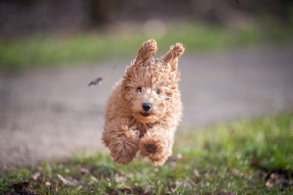 Dog Names That Start With I