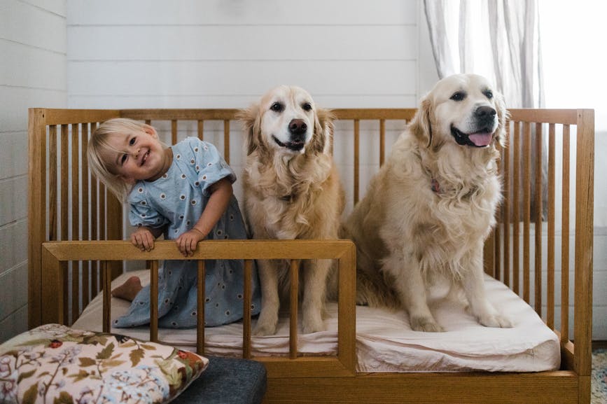 toddler girl blonde two 2 dogs golden retrievers dog names 2020