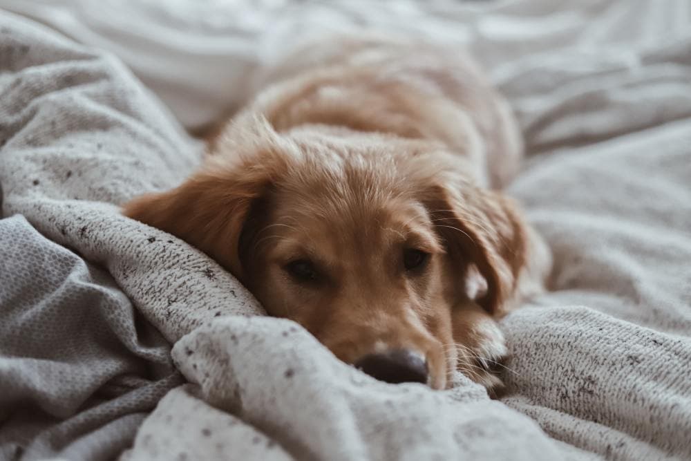Dog Names That Mean Comfort