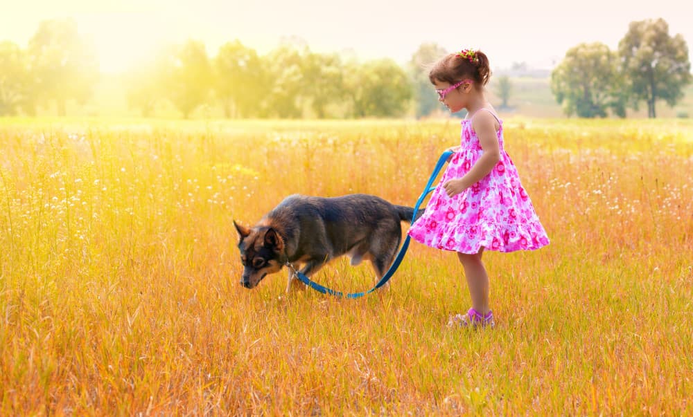 Dog Names That Mean Light